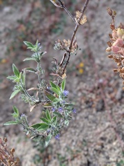 Trichostema austromontanum
