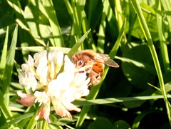 Apis mellifera