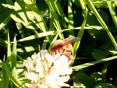 Apis mellifera