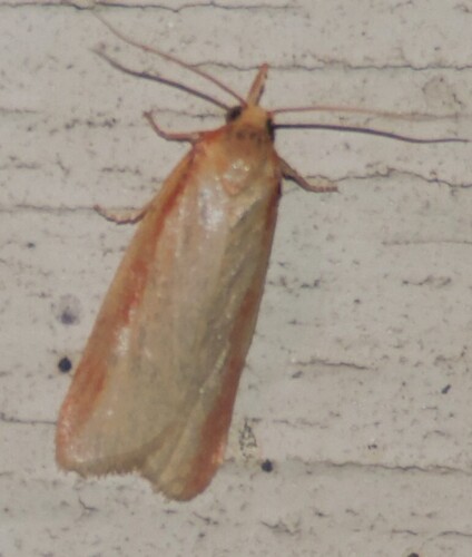 Sparganothis striata