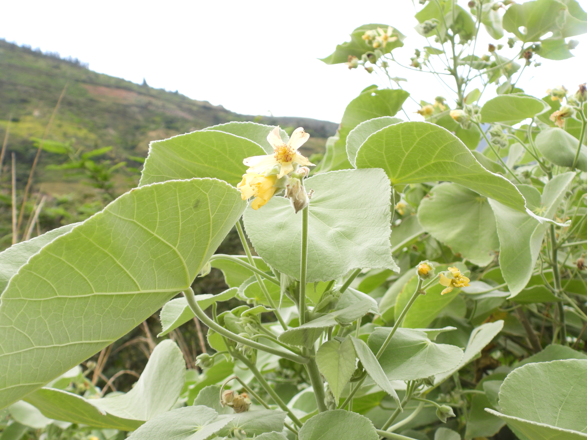 Abutilon ibarrense Kunth