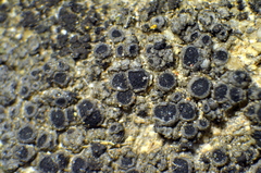 Rinodina parasitica