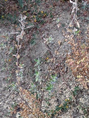 Trichostema austromontanum