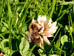 Bombus impatiens