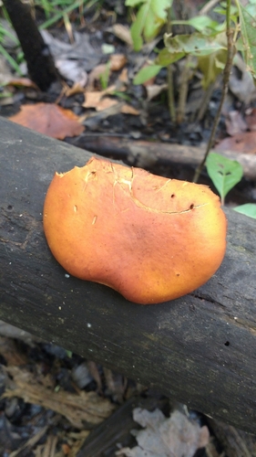 Gymnopilus
