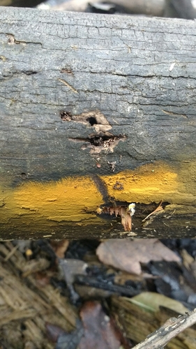 Gymnopilus (Photo 2 of 2)