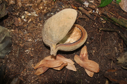 Pterygota amazonica