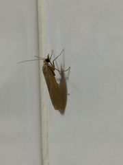 Syntonarcha iriastis