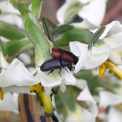 Arthrobrachus nigromaculatus