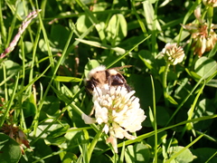 Bombus impatiens