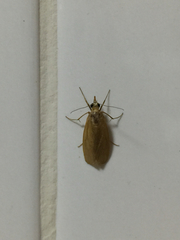 Syntonarcha iriastis