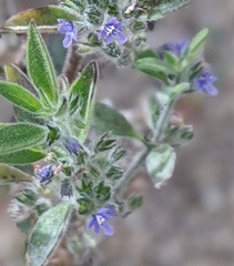 Trichostema austromontanum