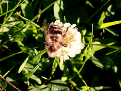 Bombus impatiens