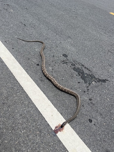Oriental Rat Snake