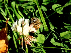Apis mellifera