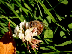 Apis mellifera