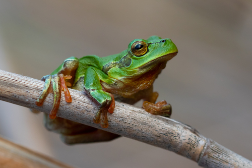 Common Tree Frog, Hyla arborea