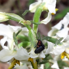 Arthrobrachus nigromaculatus