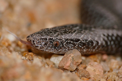 Cape Wolf Snake photo 3