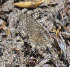 Leptotes andicola