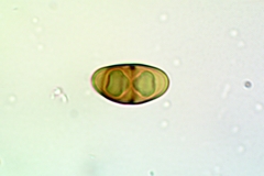 Rinodina parasitica