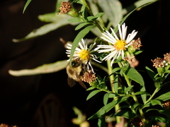Bombus impatiens