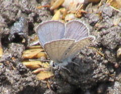 Hemiargus ramon