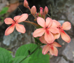 Graptophyllinae