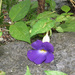 Thunbergia crispa - Photo (c) Joachim Louis, some rights reserved (CC BY-NC-ND), uploaded by Joachim Louis