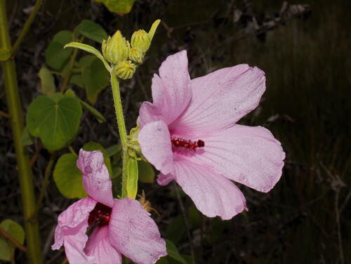Sleepy Hibiscus