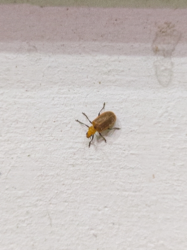 Galerucella grisescens