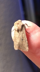 Protorthodes curtica