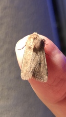 Protorthodes curtica