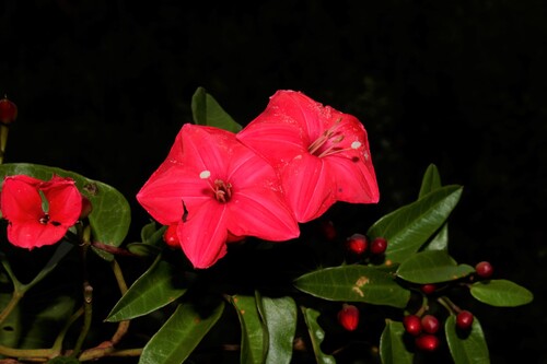 Calcareous Morning-glory (Ipomoea microdactyla)