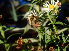 Bombus impatiens