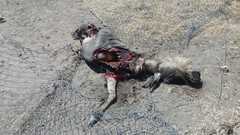 Connochaetes taurinus albojubatus