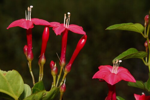 Ipomoea microdactyla, photograph 4