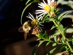 Bombus impatiens