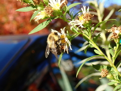 Bombus impatiens