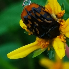 Euphoria subtomentosa