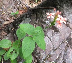 Graptophyllinae