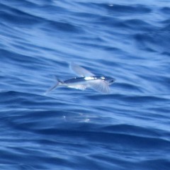 Cheilopogon melanurus