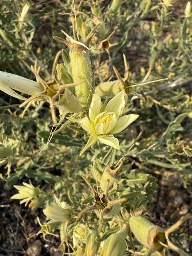 Adonis Blazingstar (Mentzelia multiflora)