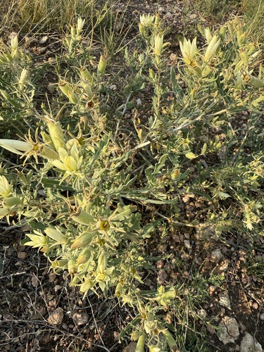 Mentzelia multiflora, photograph 2