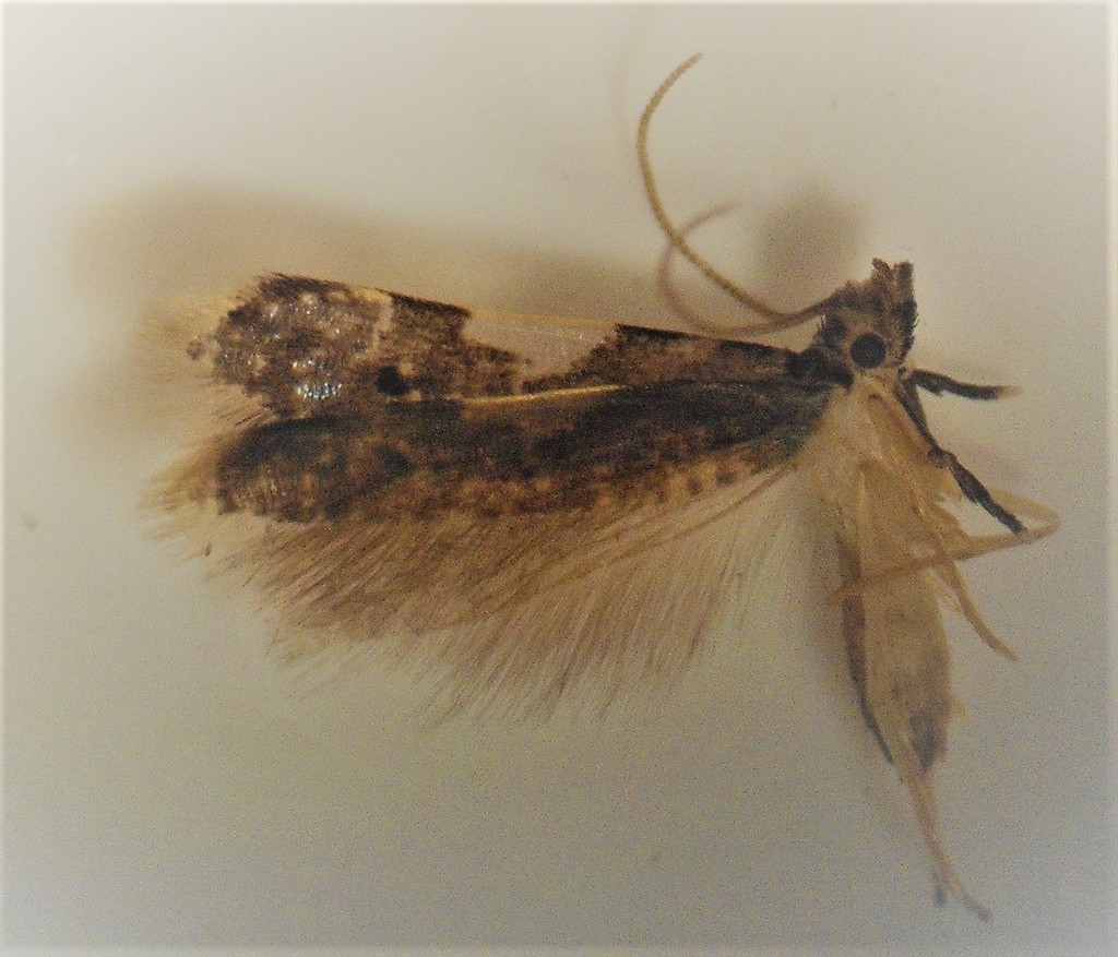 Habrophila
