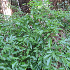 Millettieae