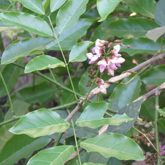 Millettieae