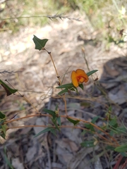 Platylobium triangulare