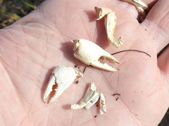 Procambarus steigmani