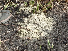 Procambarus steigmani